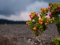 Ohelo Berry, Vaccinium reticulatum, growing on lava